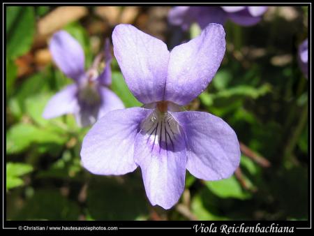 VIOLETTE