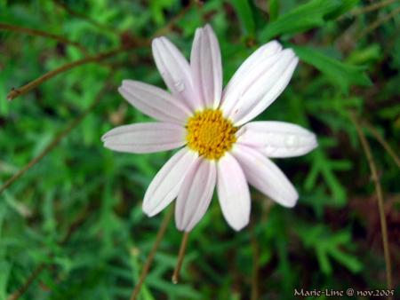 marguerite