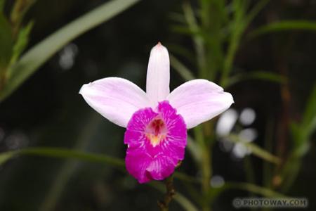 ORCHIDEE